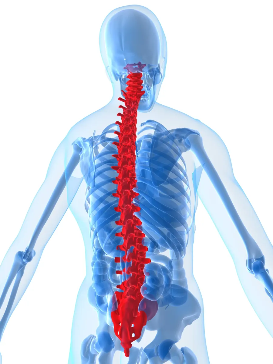 Illustration of the human spine